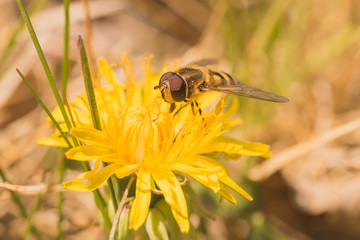Macro of a hoverfly collecting pollen from a dandelion.