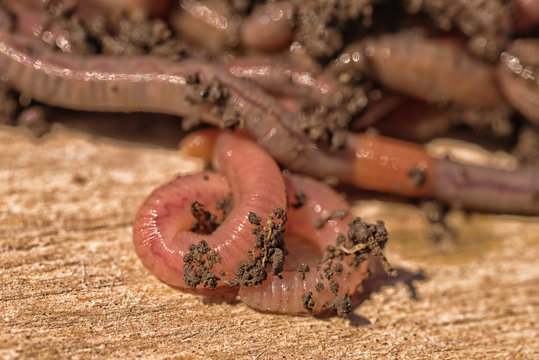 Macro of worms with dirt on their bodies.