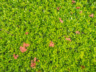 Close up Nature of green leaves  on the natural abstract background.