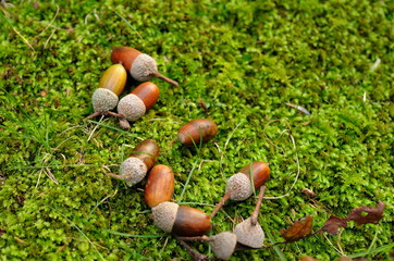 ドングリコロコロ.杉苔にこぼれるドングリが楽しい.