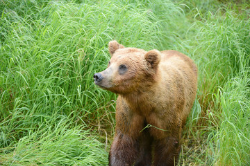 bear cubs in katmai