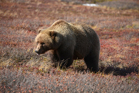 Grizzly Bear In Denali