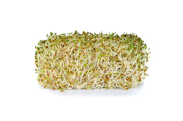fresh alfalfa sprout on white background