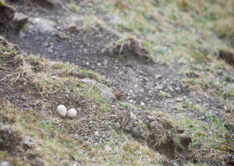 Eggs of the Eurasian oystercatcher