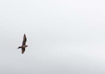 Arctic skua in flight