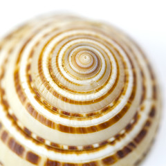 Seashell close up - sundial shell on white background