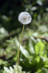 Common dandelion or Taraxacun officinale