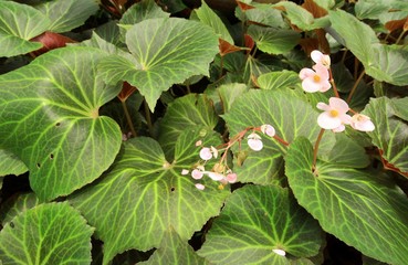 close up begonia flower in the garden