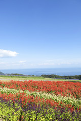 青空と赤いサルビアの花畑