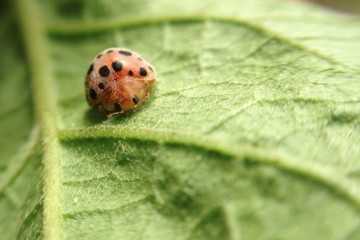 tiny ladybug