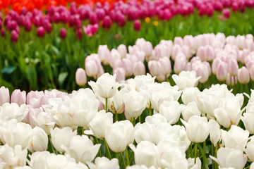 Fototapeta premium sping garden