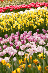Obraz premium spring garden