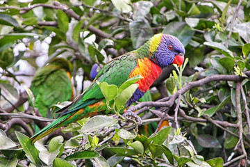 rainbow lorikeet on branch in tree