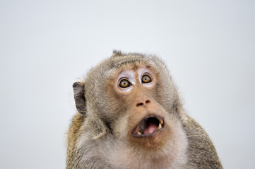 L& 39 émotion du singe surprend le visage plein.