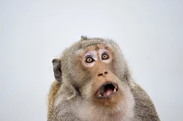 Vlies Fototapete Affe Affe Emotion überrascht volles Gesicht.