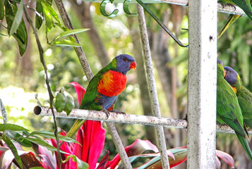 Rainbow Lorikeet sat on a metal structure