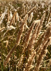 Fototapeta premium field on suset