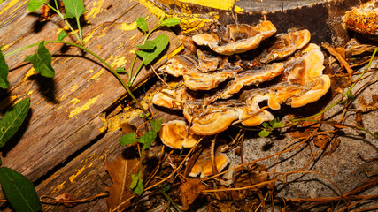 Mushrooms growing on a tree trunk.