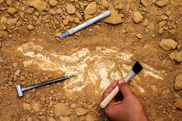 Skeleton and archaeological tools.Training for dig fossil. - obrazy, fototapety, plakaty
