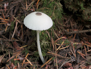 Skullcap Dapperling - Leucocoprinus brebissonii