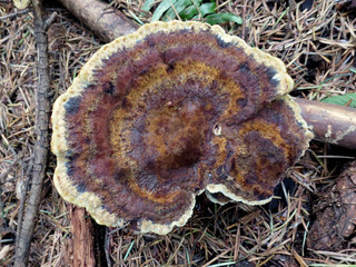 Dyer's Polypore - Phaeolus schweinitzii