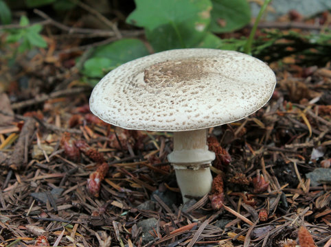 Dark-scaled Mushroom - Agaricus moelleri