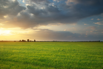 Meadow of wheat.