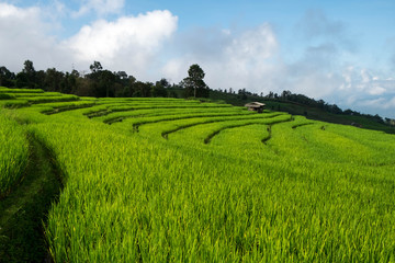 Rice field, Rural mountain view, Beautiful landscape