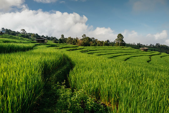 Rice field, Rural mountain view, Beautiful landscape