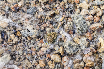 Shells and stones on the beach