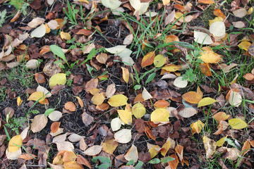 background autumn leaves on the ground