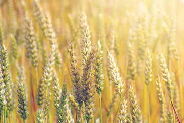 Fototapeta premium wheat