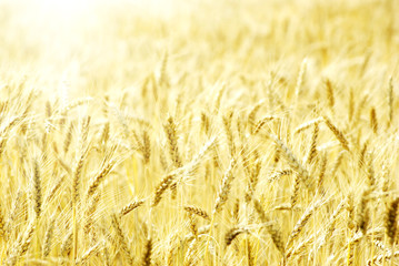 wheat