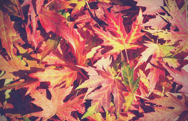 autumn leaves background