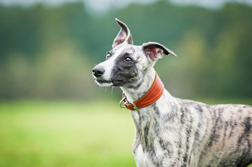 Portrait of whippet dog in summer