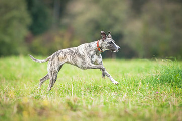 Whippet dog running on the field in summer