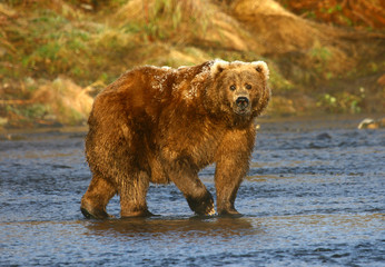 old kodiak brown bear looking for salmon in the river