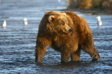 Naklejka premium old kodiak brown bear looking for salmon in the river