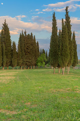 Cypress trees