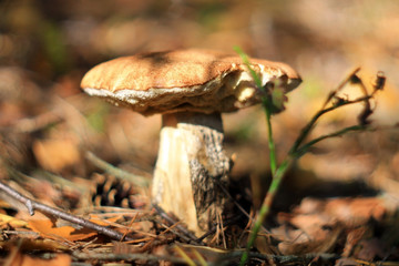 Боровик в сосновом лесу с шишкой на шляпке