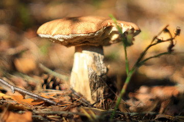 Боровик в сосновом лесу с шишкой на шляпке