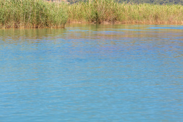 Lake water with reed
