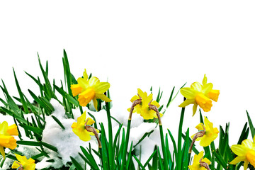 narcissus flowers in the snow