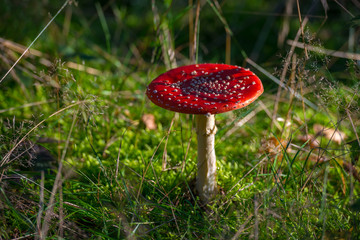 Mushroom in a forest in autumn