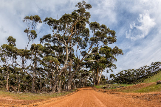 Australia Red Road In Eucalyptus Forest