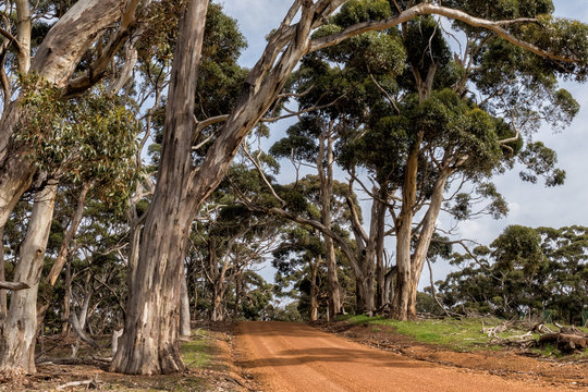 australia red road in eucalyptus forest