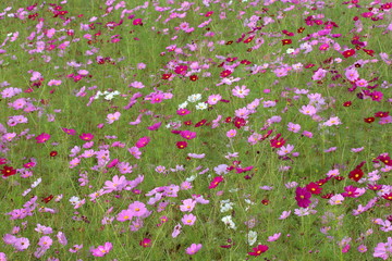 コスモス