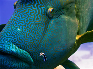 Napoleon fish closeup