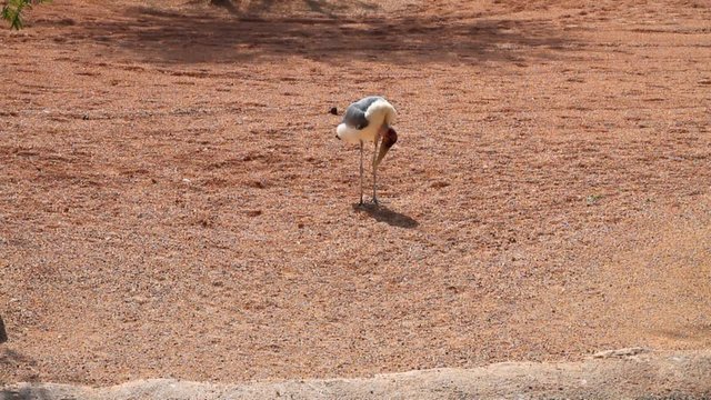 Marabou in. biopark, Valencia, Spain