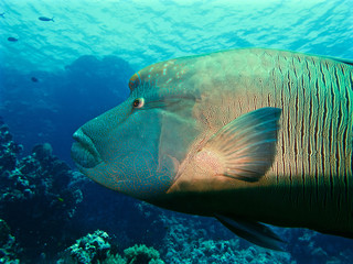 Napoleon fish closeup
